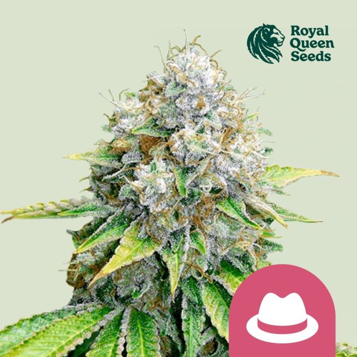 O.G. Kush (Royal Queen Seeds) 5 Samen main product photo