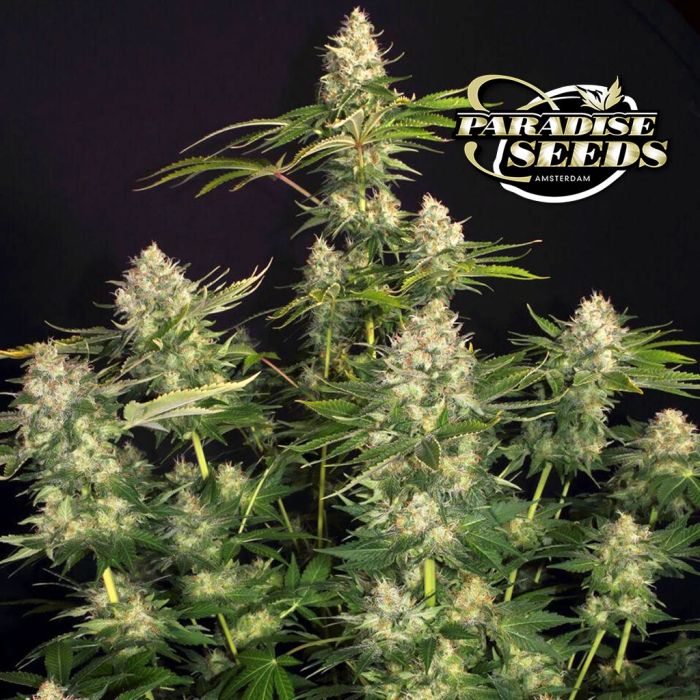 Opium (Paradise Seeds) main product photo