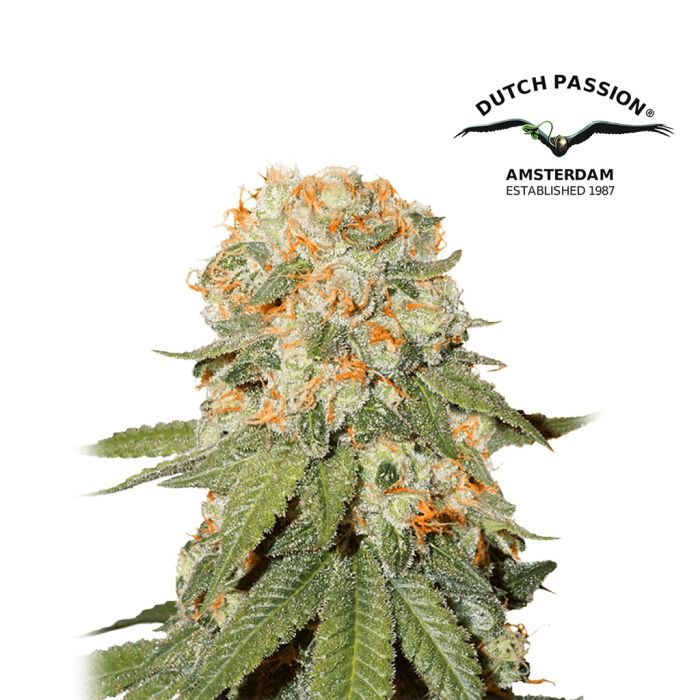 Orange Bud (Dutch Passion) 5 Samen main product photo