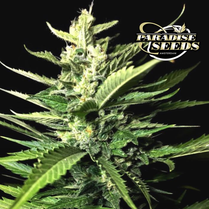 Auto Kong 4 (Paradise Seeds) 3 Samen main product photo