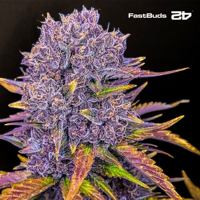 Purple Lemonade Auto (Fast Buds) main product photo