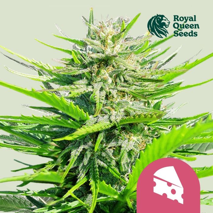 Royal Cheese Fast Flowering (Royal Queen Seeds) 5 Samen main product photo