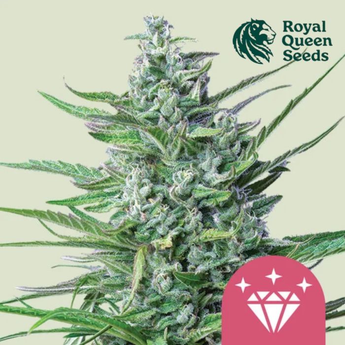 Special Kush #1 (Royal Queen Seeds) 5 Samen main product photo