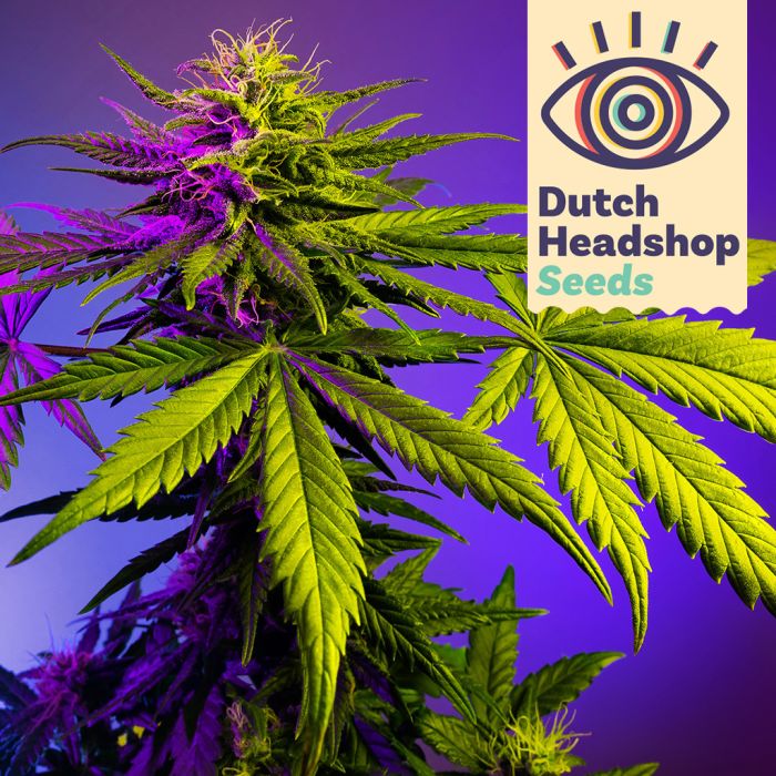 Speedy Fast Flower Mix (Hausmarke) 5 Cannabis Samen main product photo