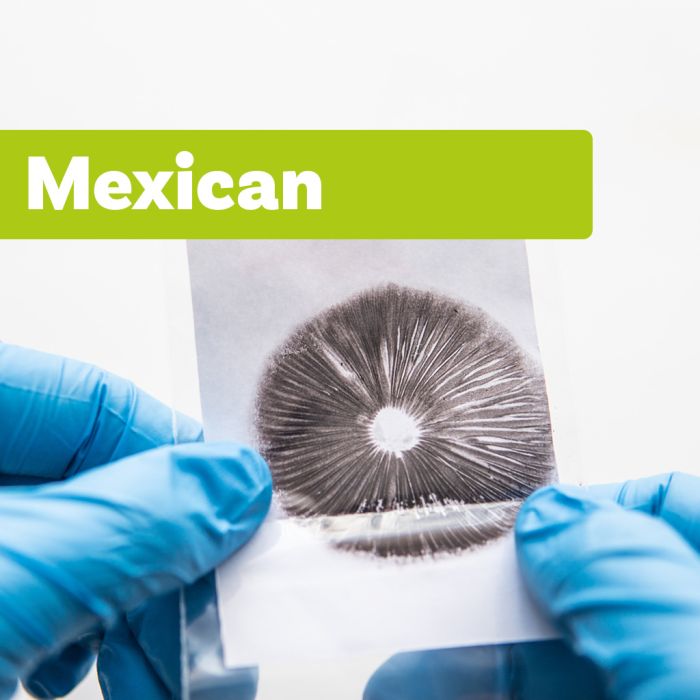 Zauberpilz Sporenabdruck | Mexican main product photo