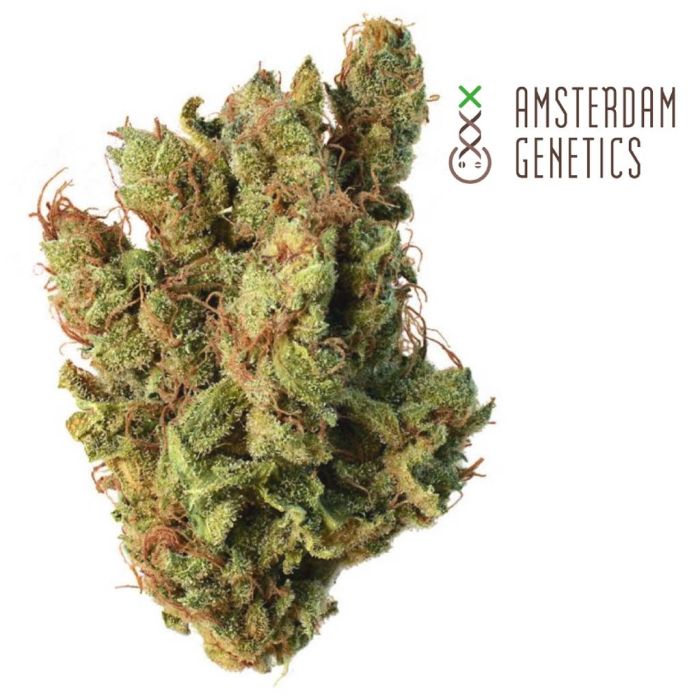 Super Silver Haze (Amsterdam Genetics) main product photo