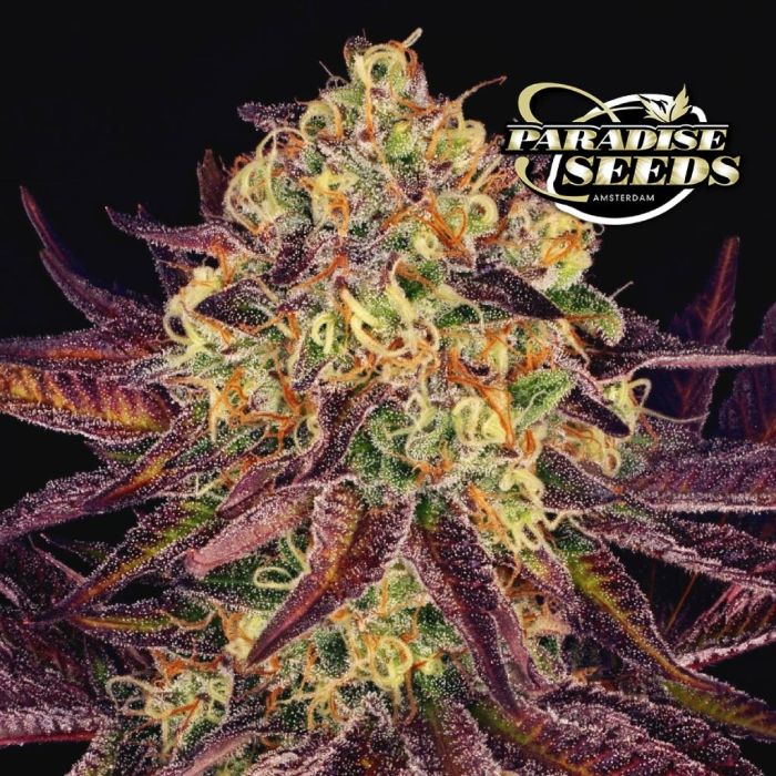 Tangerine Sorbet (Paradise Seeds) main product photo