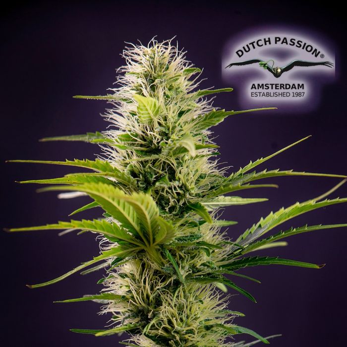 THC-Victory THCV (Dutch Passion) 3 Samen main product photo