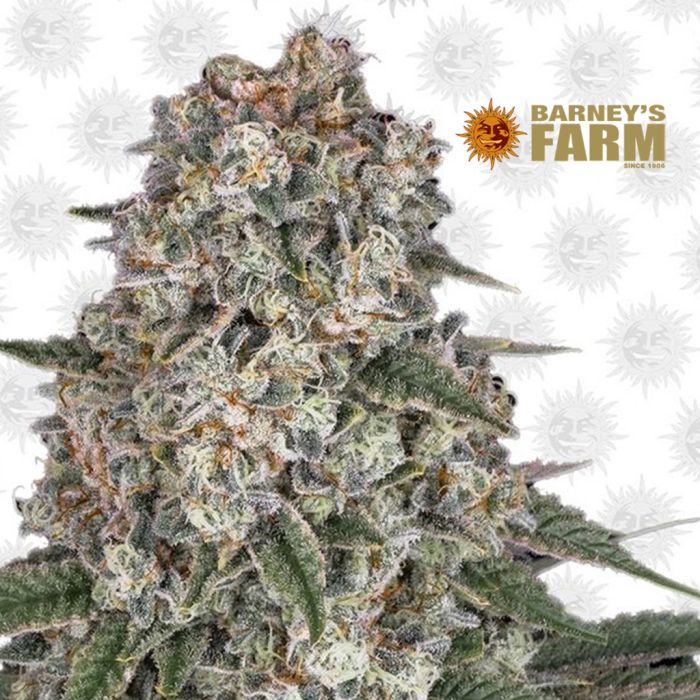 Tropicanna Banana (Barney's Farm) main product photo