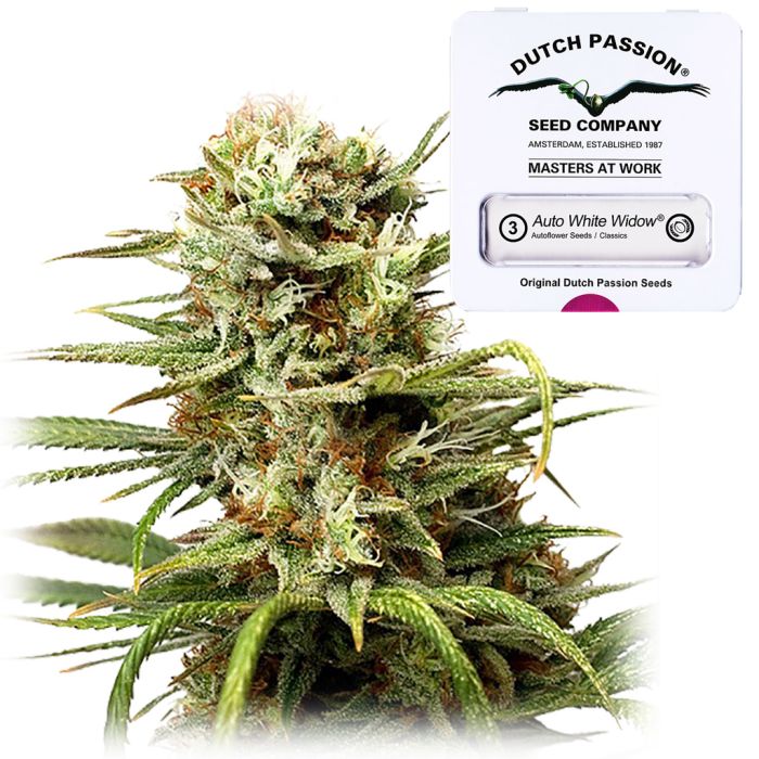 Auto White Widow (Dutch Passion) 3 Samen main product photo