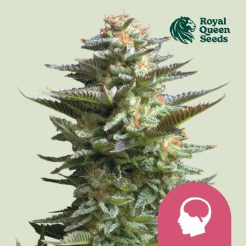 Amnesia Haze (Royal Queen Seeds) 5 Samen