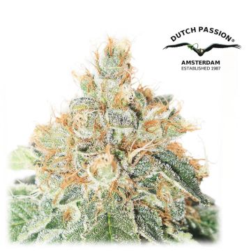 Auto Colorado Cookies (Dutch Passion) 3 Samen
