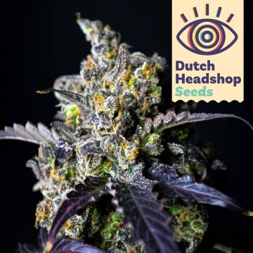 Auto Gelato (Hausmarke)