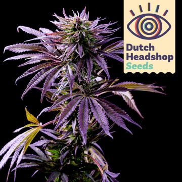 Fast Purple Punch (Hausmarke)