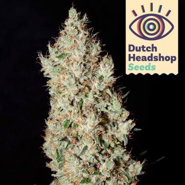 Silver Haze wietzaadjes huismerk