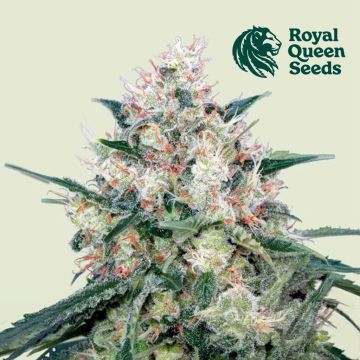 Honey Cream Fast Flowering (Royal Queen Seeds) 3 Samen