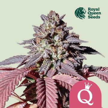 Purple Queen (Royal Queen Seeds)