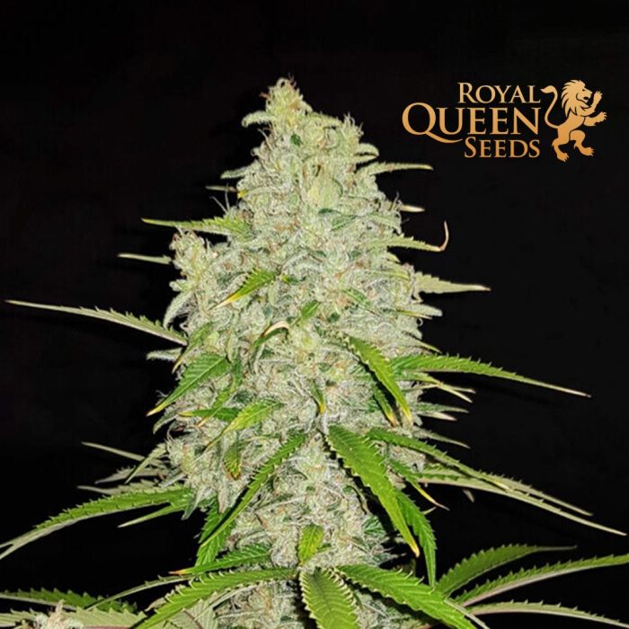 Kaufe Cannabis Samen von Royal Queen Seeds