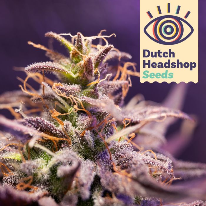 Auto CBD Zero Stress Amnesia (Hausmarke) main product photo