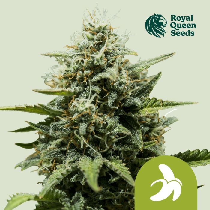 Fat Banana Automatic (Royal Queen Seeds) 3 Samen main product photo