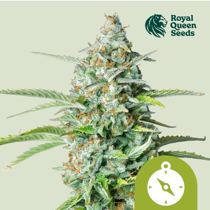 Northern Light Automatic (Royal Queen Seeds) 5 Samen main product photo