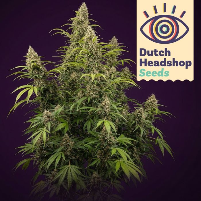 Black Widow (Huismerk) main product photo