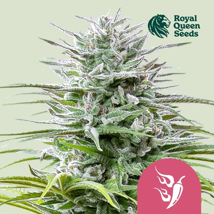 Speedy Chile Fast Flowering (Royal Queen Seeds) 3 Samen main product photo