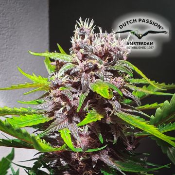 CBD Kush (Dutch Passion) 5 Samen