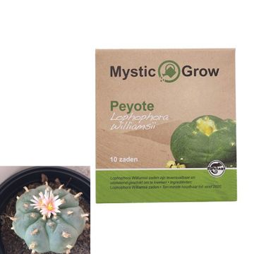 Peyote Meskalin Kaktus [Lophophora Williamsii] (Mystic Grow) 10 Samen