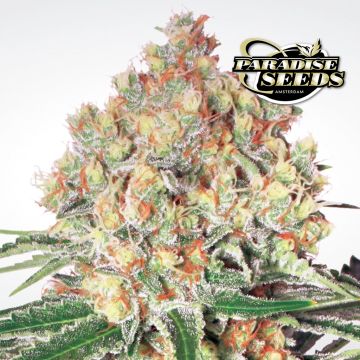 Auto Wappa (Paradise Seeds) 3 Samen