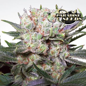 Californian Gold (Paradise Seeds) 3 Samen