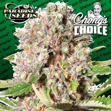 Mendocino Skunk (Paradise Seeds) 3 Samen