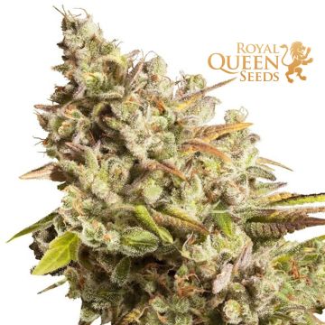 Royal Gorilla (Royal Queen Seeds) 3 Samen