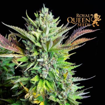 Green Gelato Automatic (Royal Queen Seeds) 3 Samen