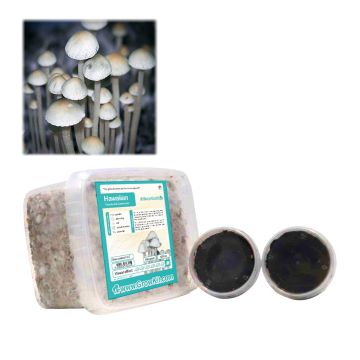 Magic Mushrooms Growkit Hawaiian (Cyanescens Pilze Züchten) 1200 cc