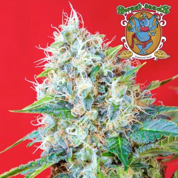 Green Poison (Sweet Seeds) 