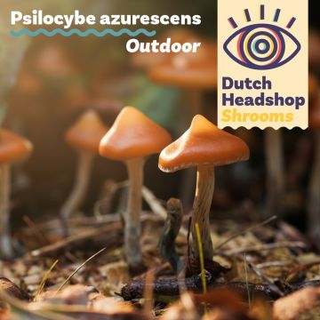 Outdoor-Pilze - Psilocybe Azurescens Growkit 280cc