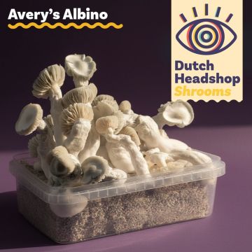 Magic Mushrooms Growkit Avery's Albino 1200cc (Hausmarke)