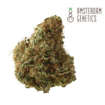 Exotic Purple Autoflower (Amsterdam Genetics)