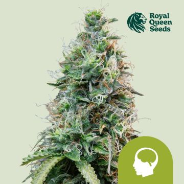 Amnesia Haze Automatic (Royal Queen Seeds) 5 Samen
