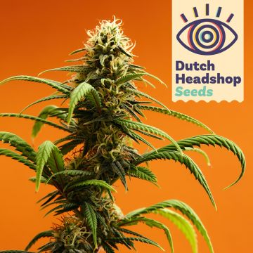 Auto CBD Charlotte's Wonder (Hausmarke)