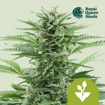 Easy Bud Autoflower (Royal Queen Seeds) 5 Samen