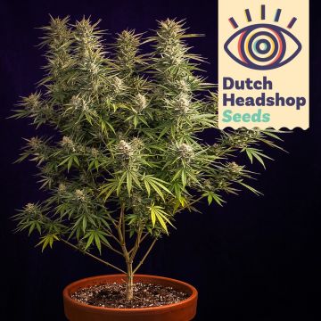 Auto Jack Herer (Hausmarke)