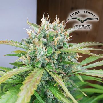 Auto Orange Bud (Dutch Passion) 3 Samen