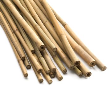 Bambus Pflanzenstützen 120 cm 25 Stück