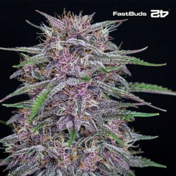 Banana Purple Punch Auto (Fast Buds)