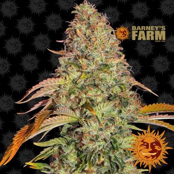 Zkittlez OG Auto (Barney’s Farm) 5 Samen