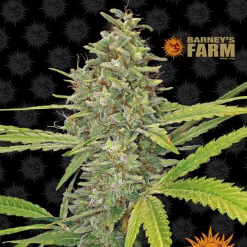 G13 Haze (Barney’s Farm) 5 Samen