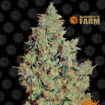 Tangerine Dream (Barney's Farm) 5 Samen