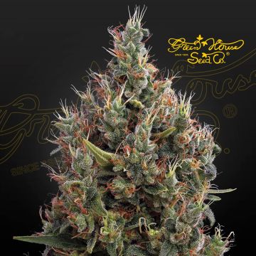 Big Bang Autoflower (Greenhouse Seeds)